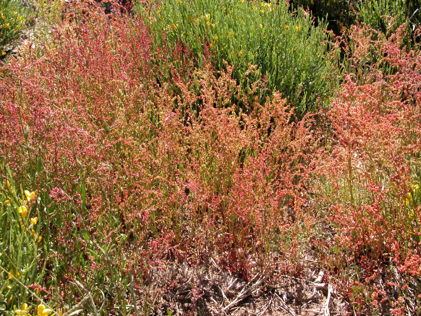 Sheep's Sorrel plant